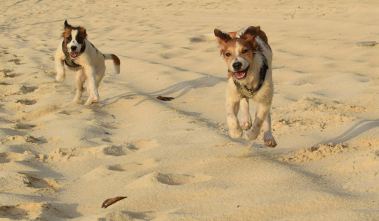 chiens sur plage