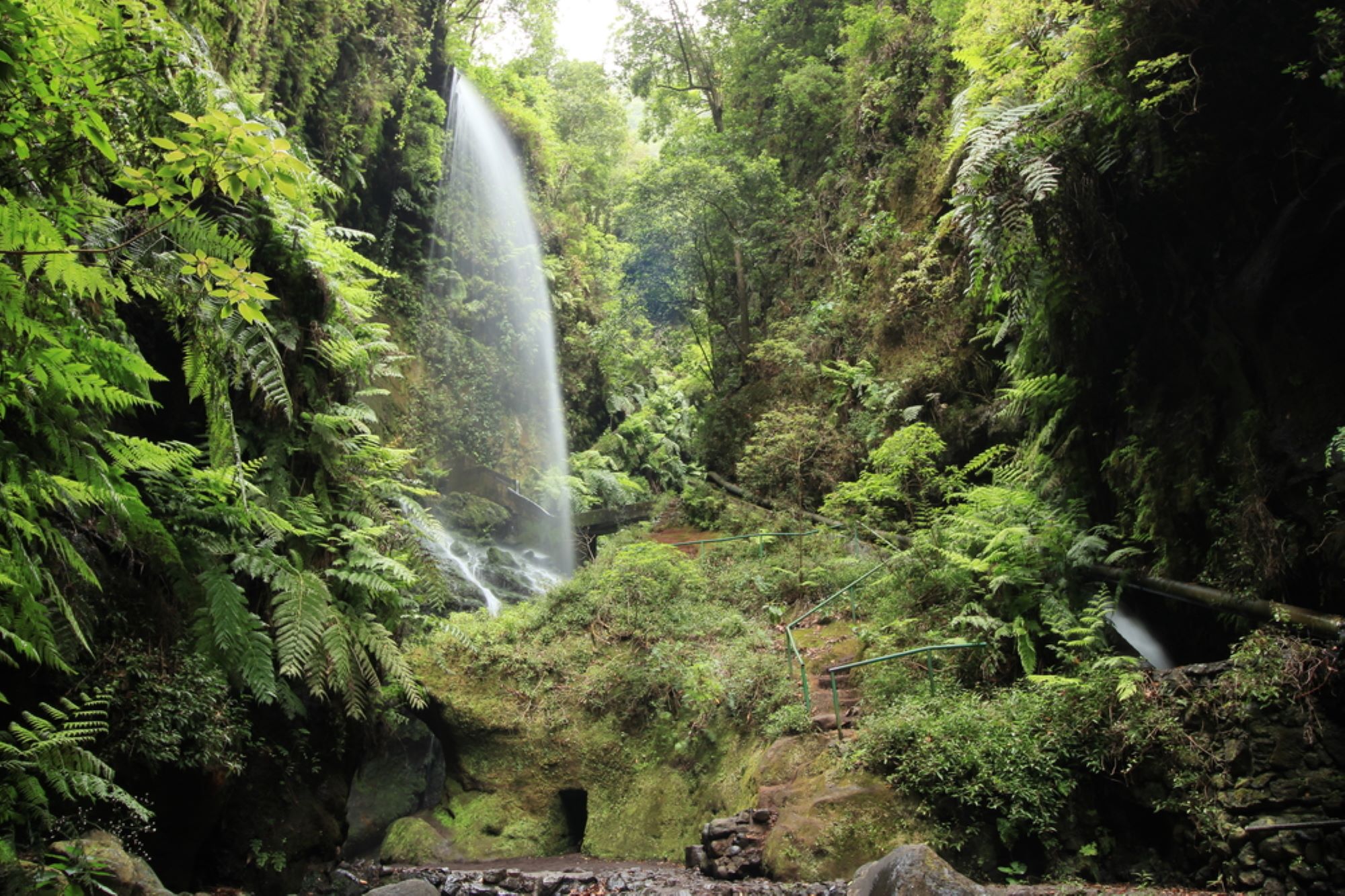 la foret de lauries